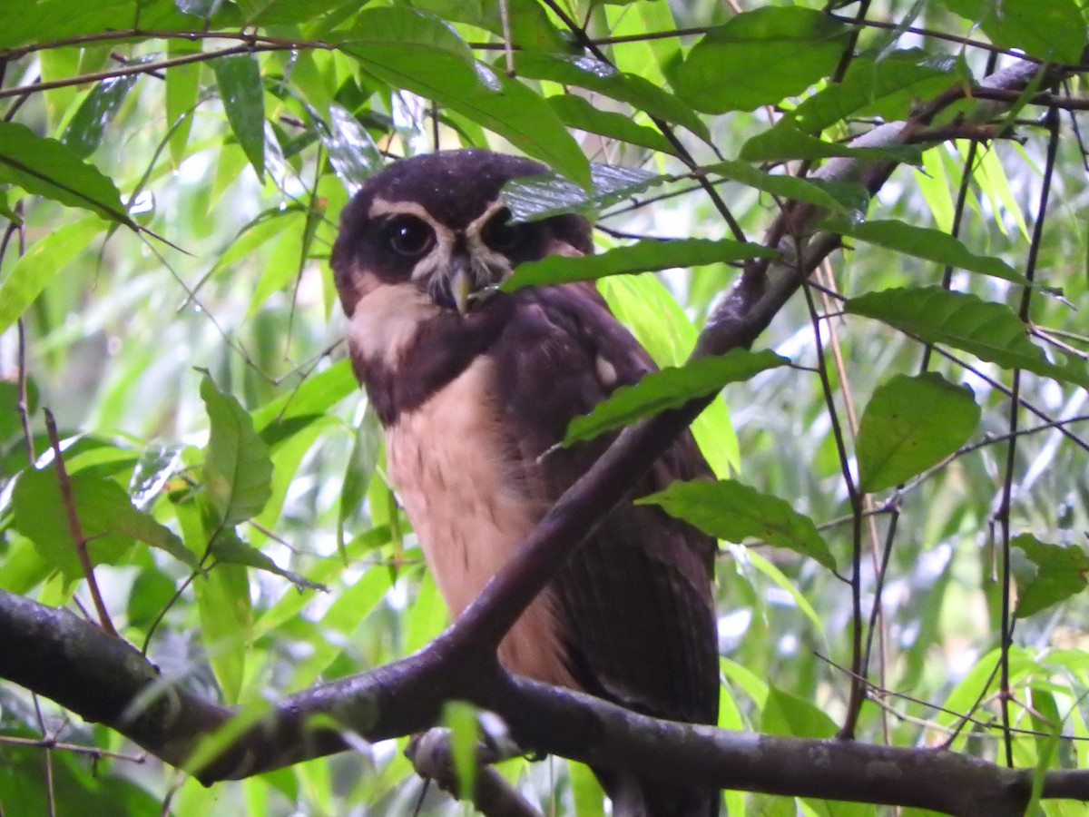 Spectacled Owl - ML638066184