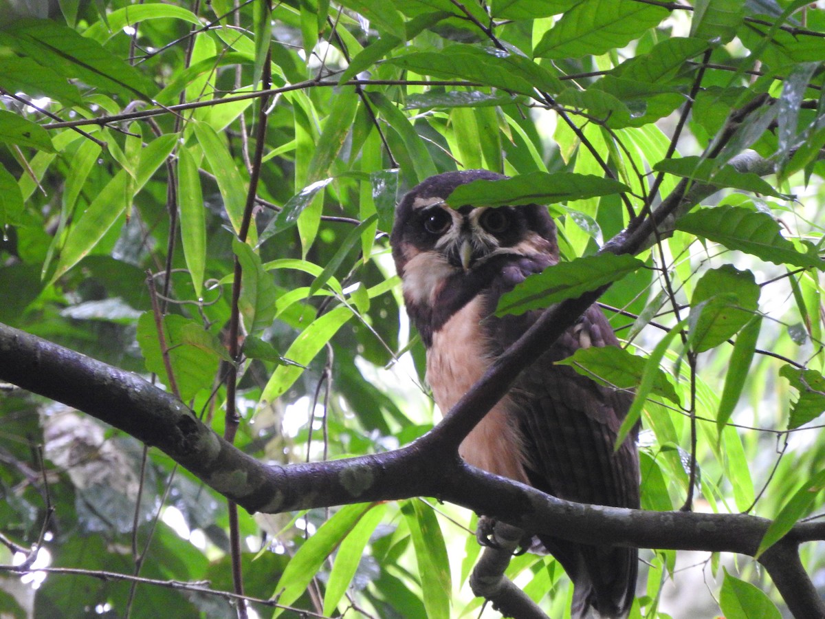 Spectacled Owl - ML638066186