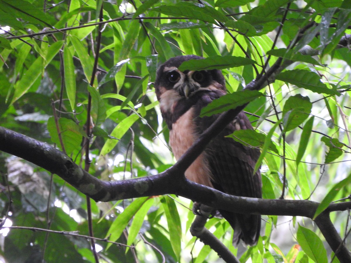 Spectacled Owl - ML638066191