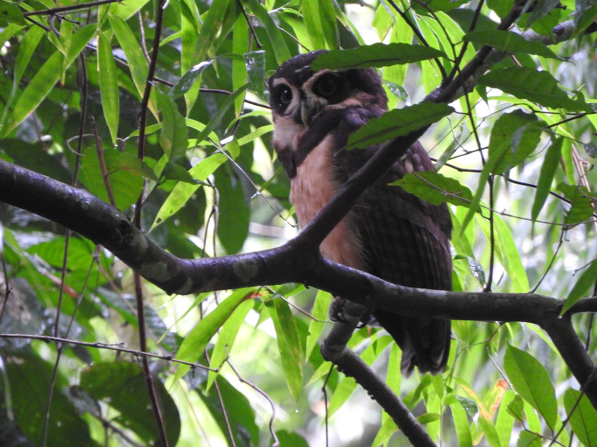 Spectacled Owl - ML638066192