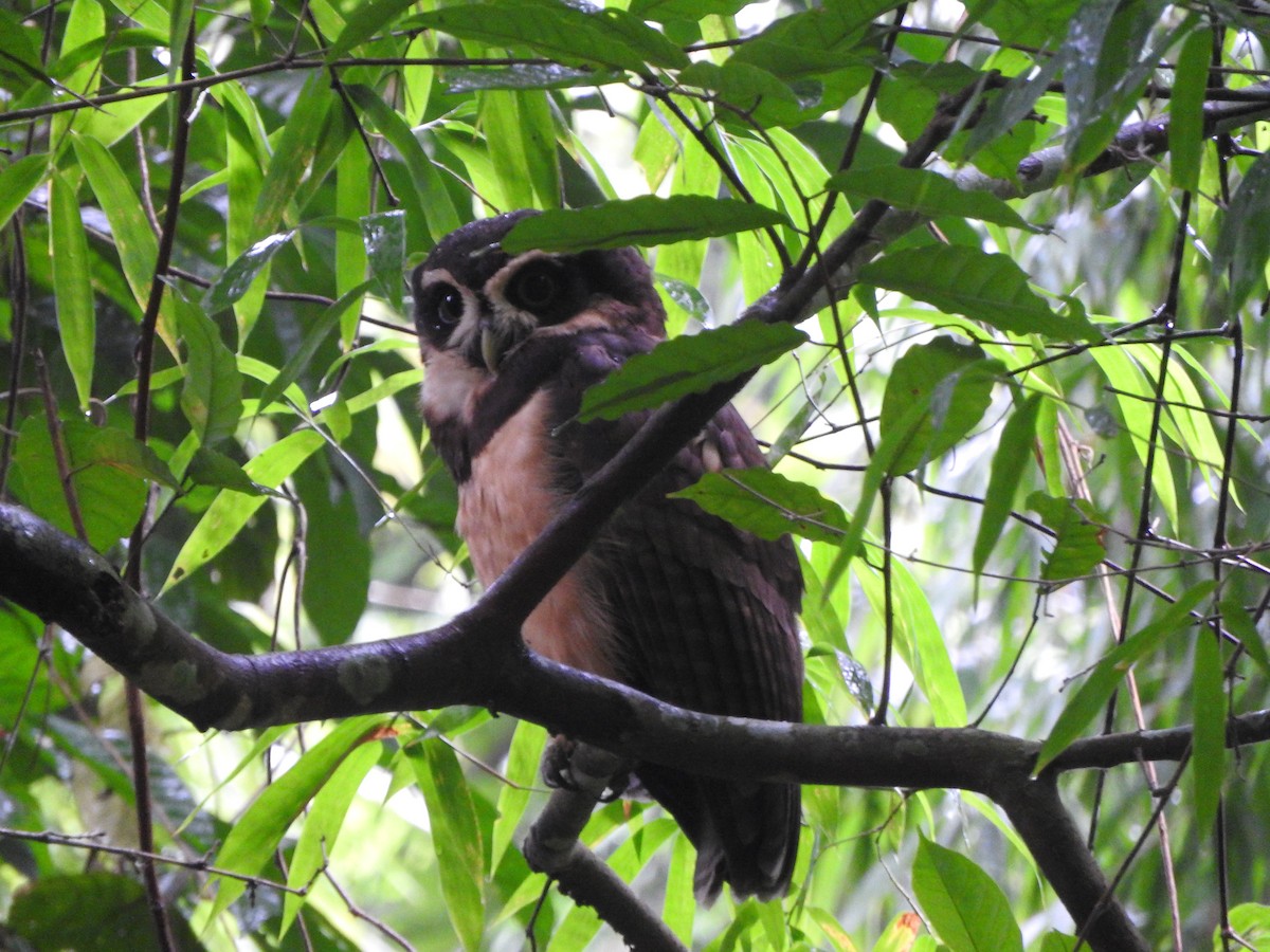 Spectacled Owl - ML638066193