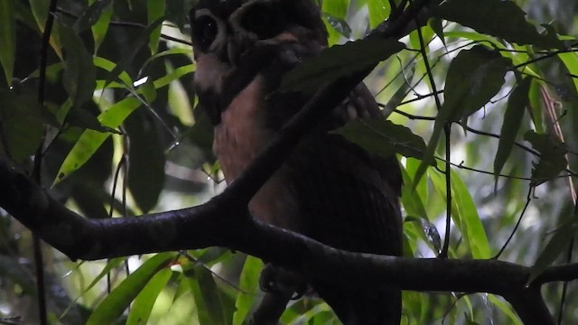 Spectacled Owl - ML638066196