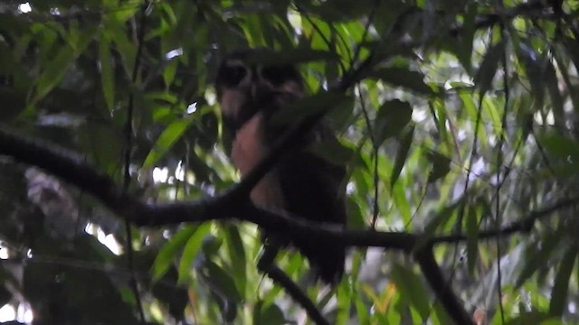 Spectacled Owl - ML638066197