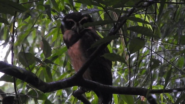 Spectacled Owl - ML638066199