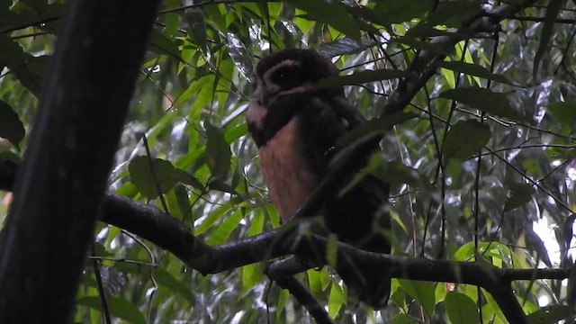 Spectacled Owl - ML638066200