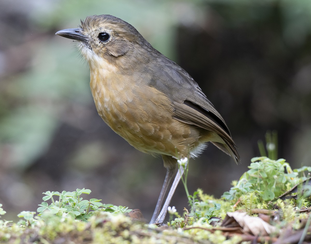 Tawny Antpitta - ML638066244