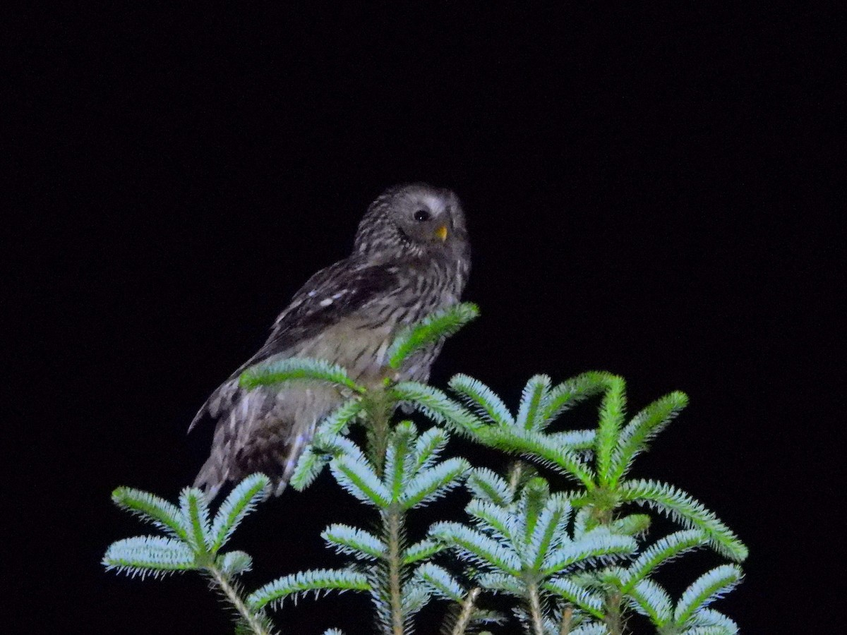 Ural Owl - ML638066245