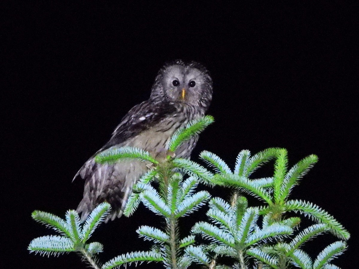 Ural Owl - ML638066246