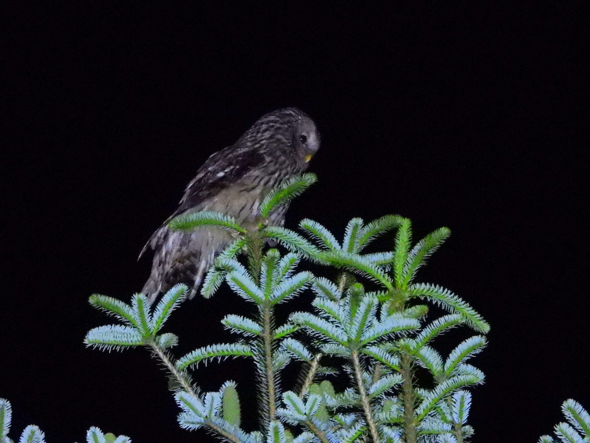 Ural Owl - ML638066248