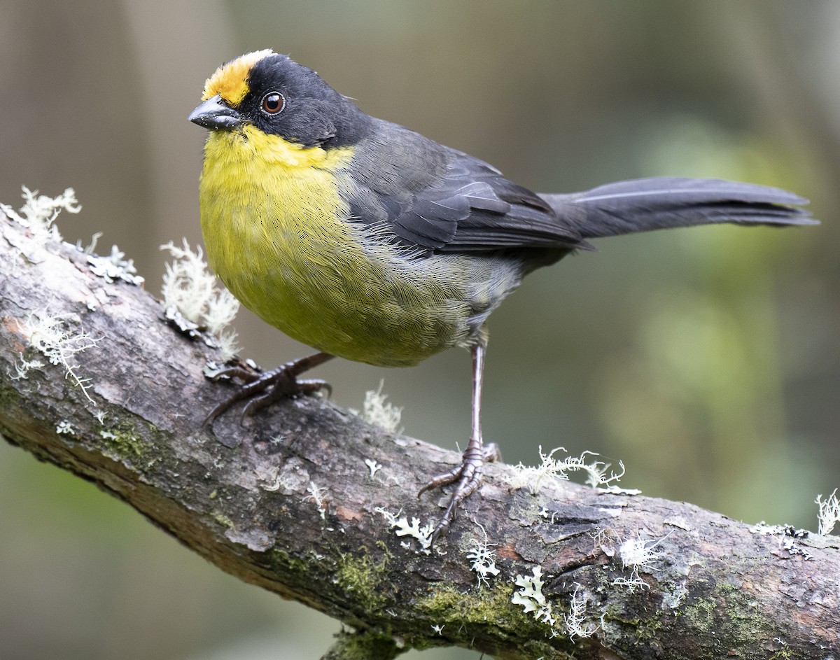 Pale-naped Brushfinch - ML638066270