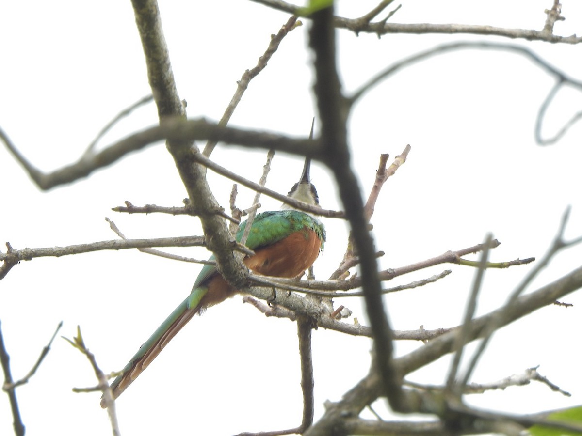 Rufous-tailed Jacamar - ML638066271