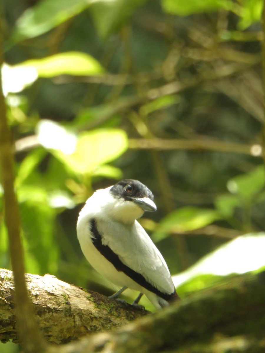 Black-crowned Tityra - ML638066283