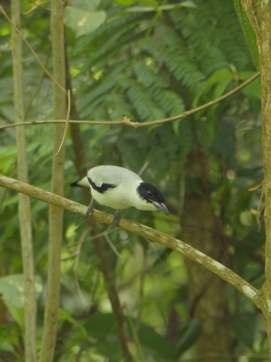 Black-crowned Tityra - ML638066284