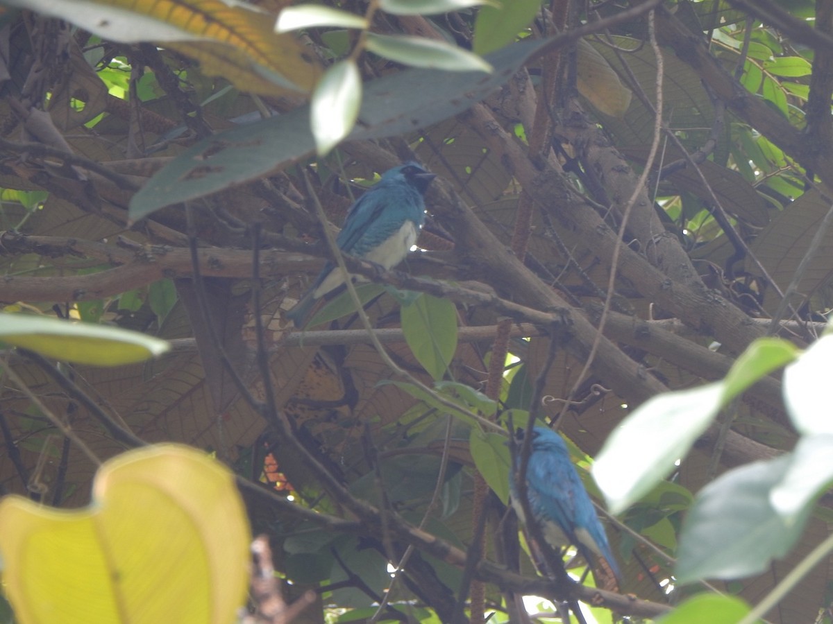 Swallow Tanager - ML638066305