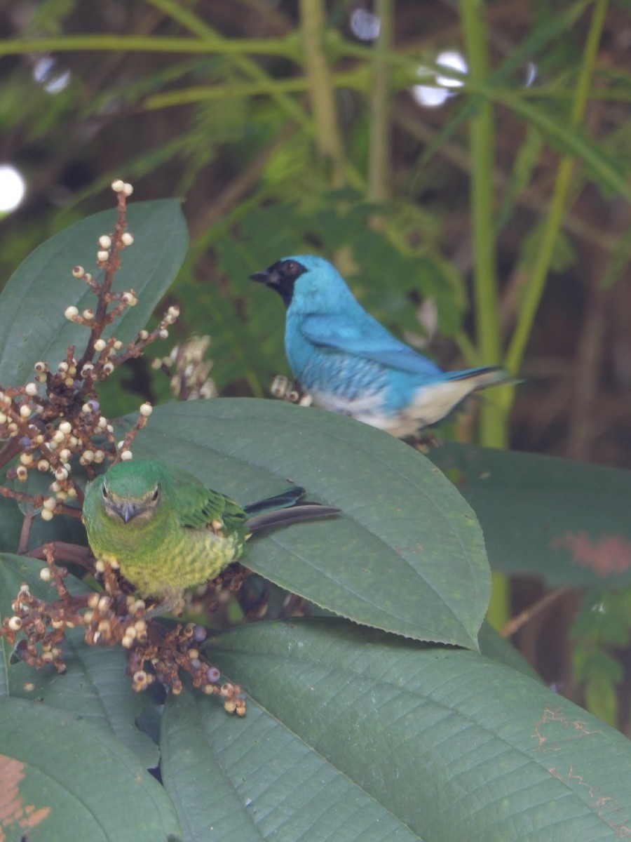 Swallow Tanager - ML638066306