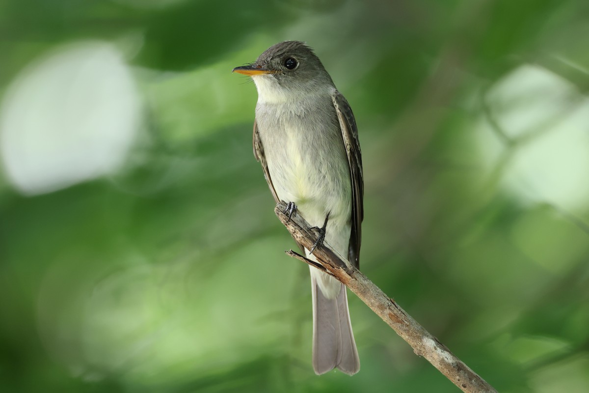 Eastern Wood-Pewee - ML638066309