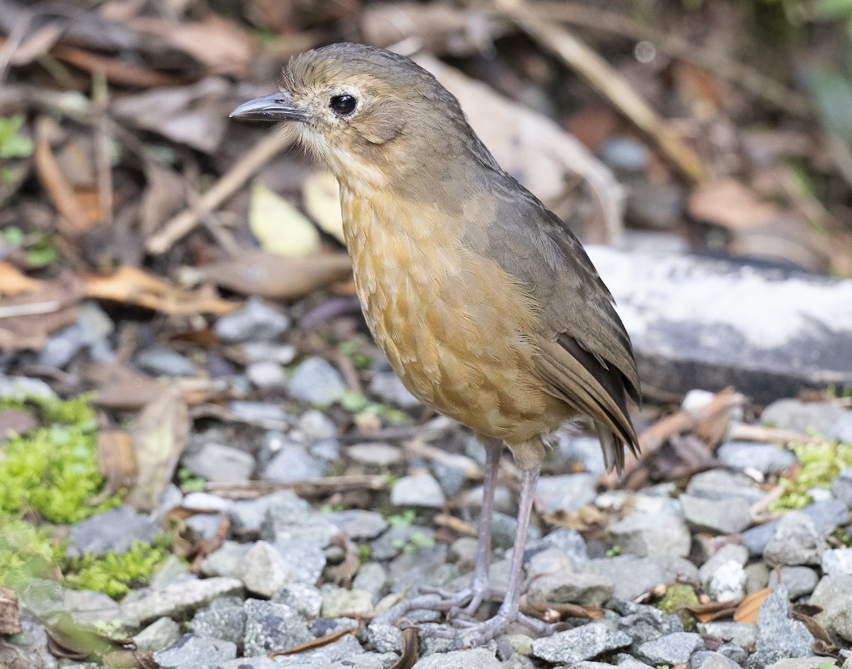 Tawny Antpitta - ML638066314