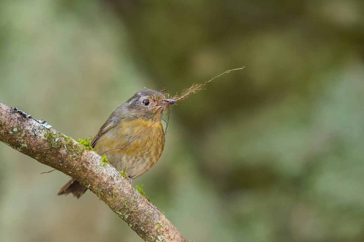 Collared Bush-Robin - ML638066332