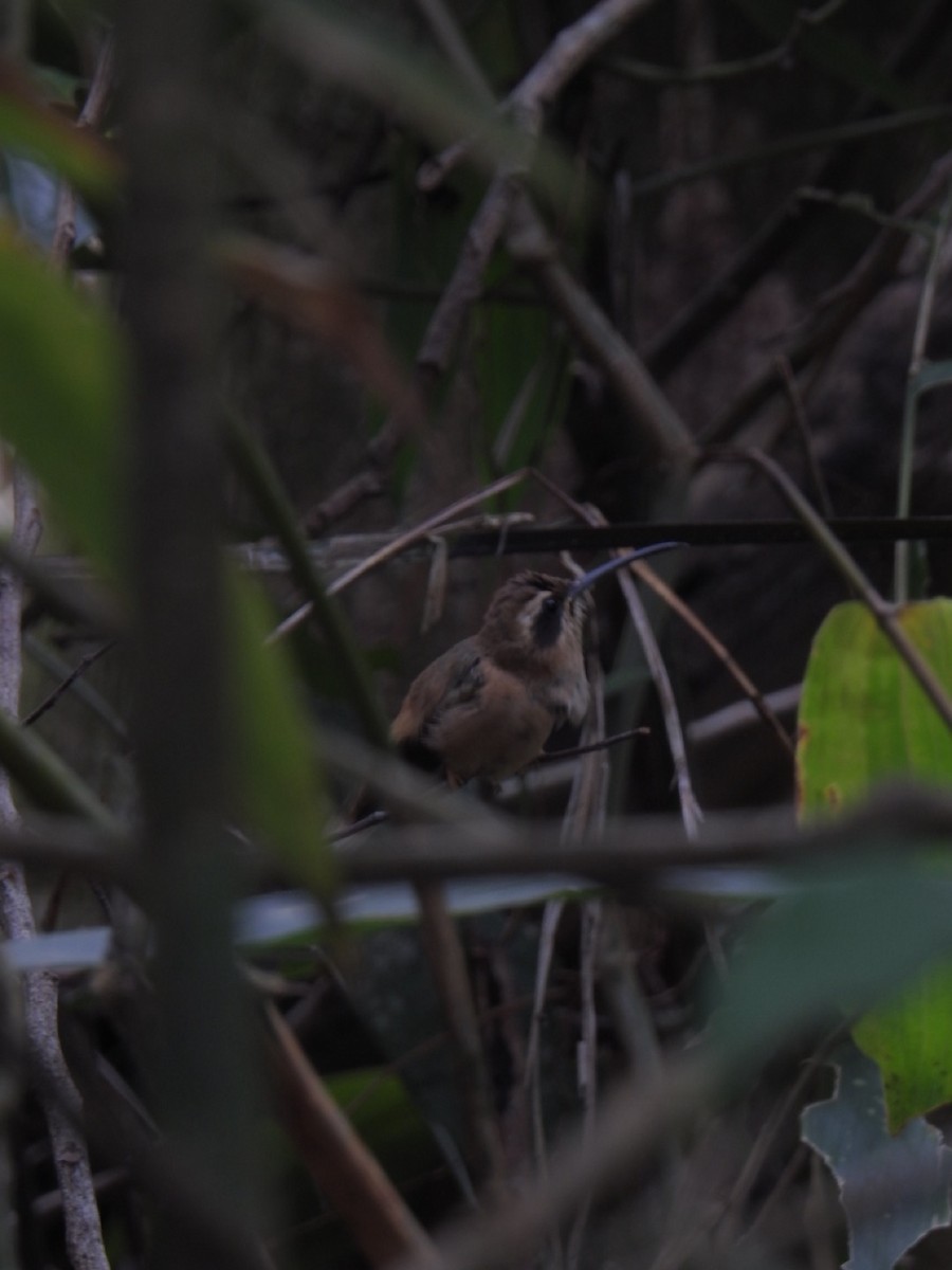 Stripe-throated Hermit - ML638066335