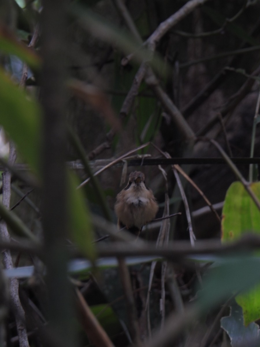 Stripe-throated Hermit - ML638066336