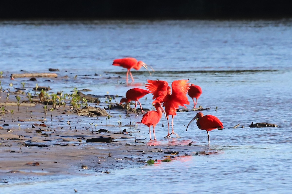 ibis rudý - ML638066348