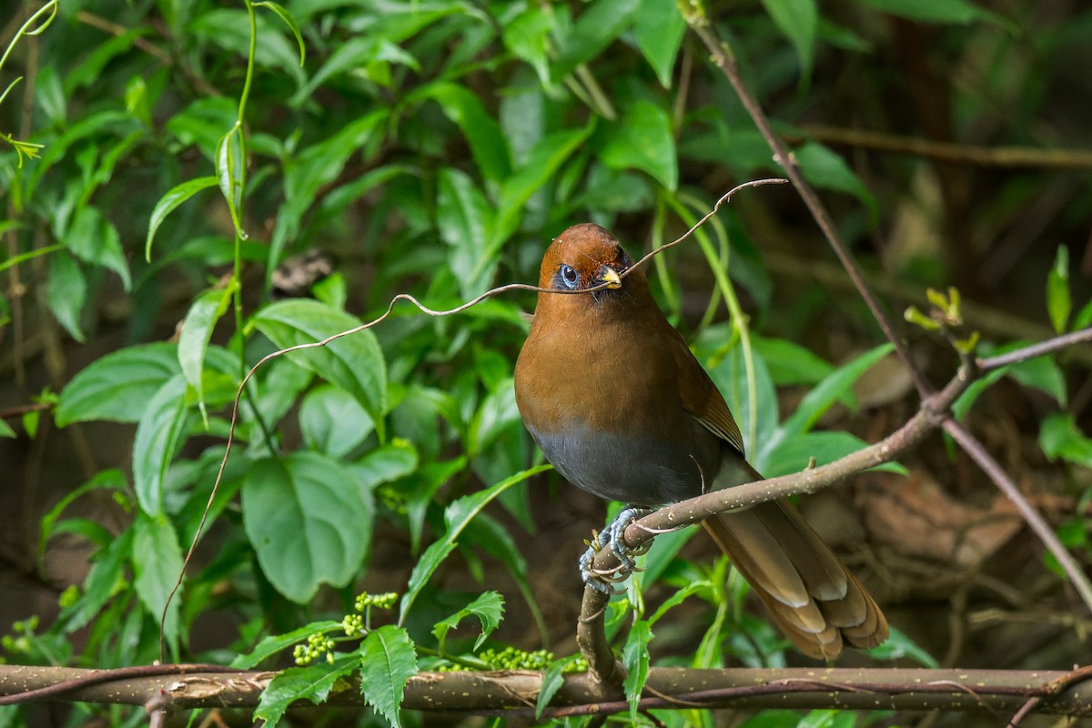 Rusty Laughingthrush - ML638066349