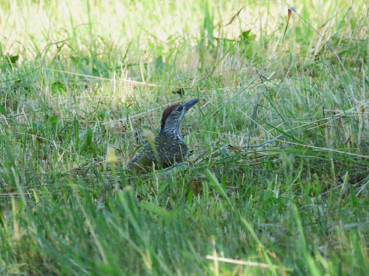 Eurasian Green Woodpecker - ML638066372