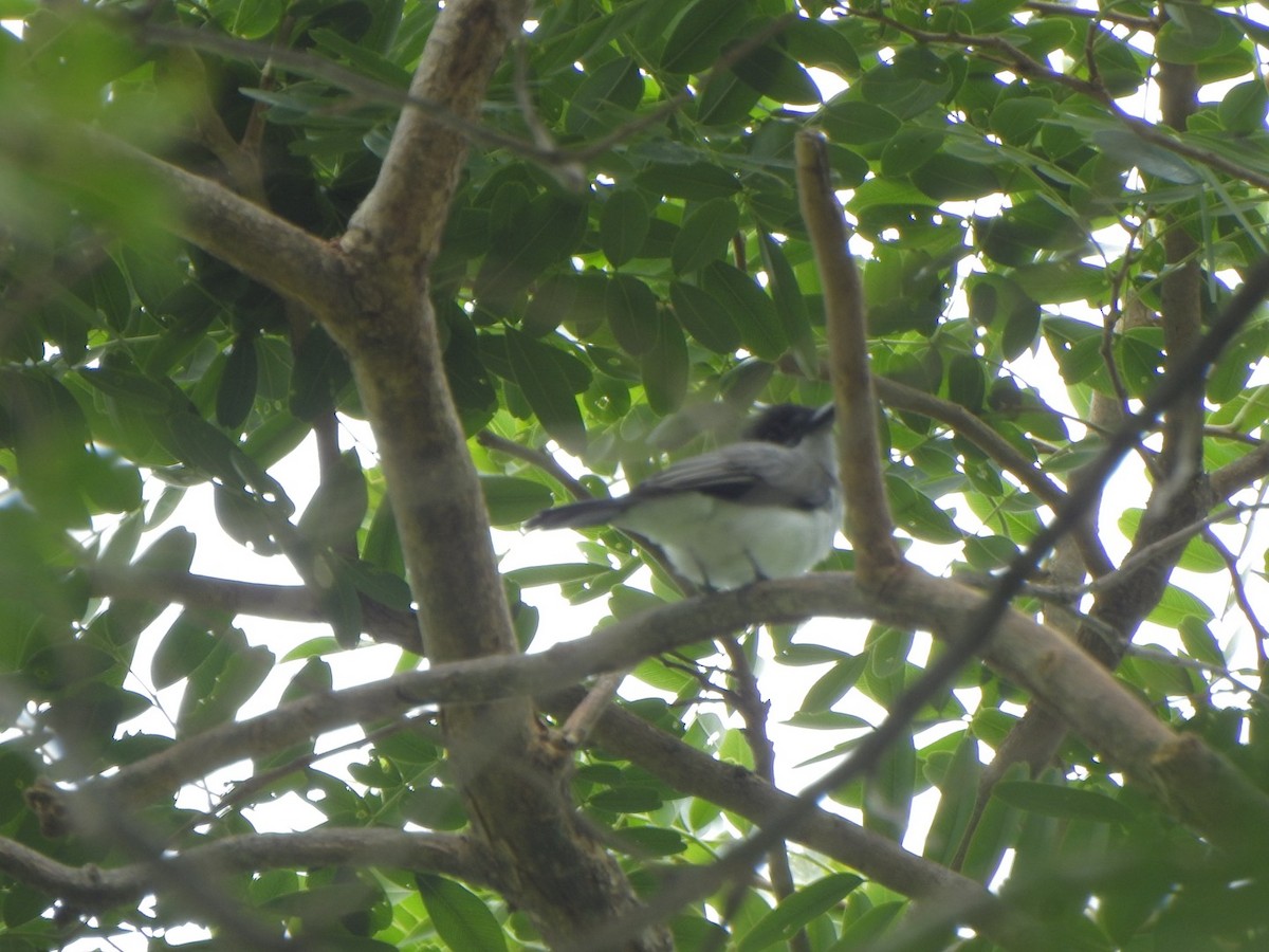 White-rumped Sirystes - ML638066397