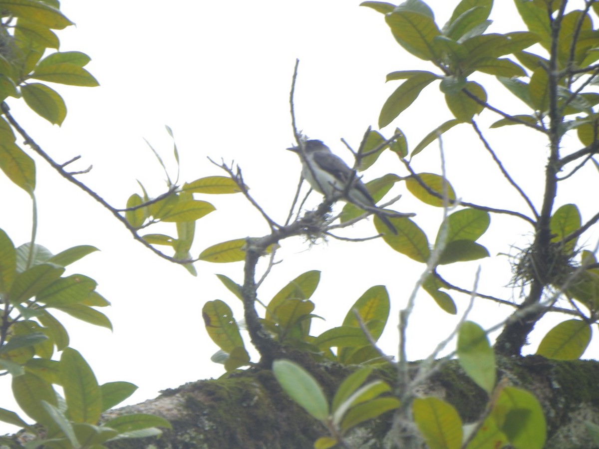 White-rumped Sirystes - ML638066398