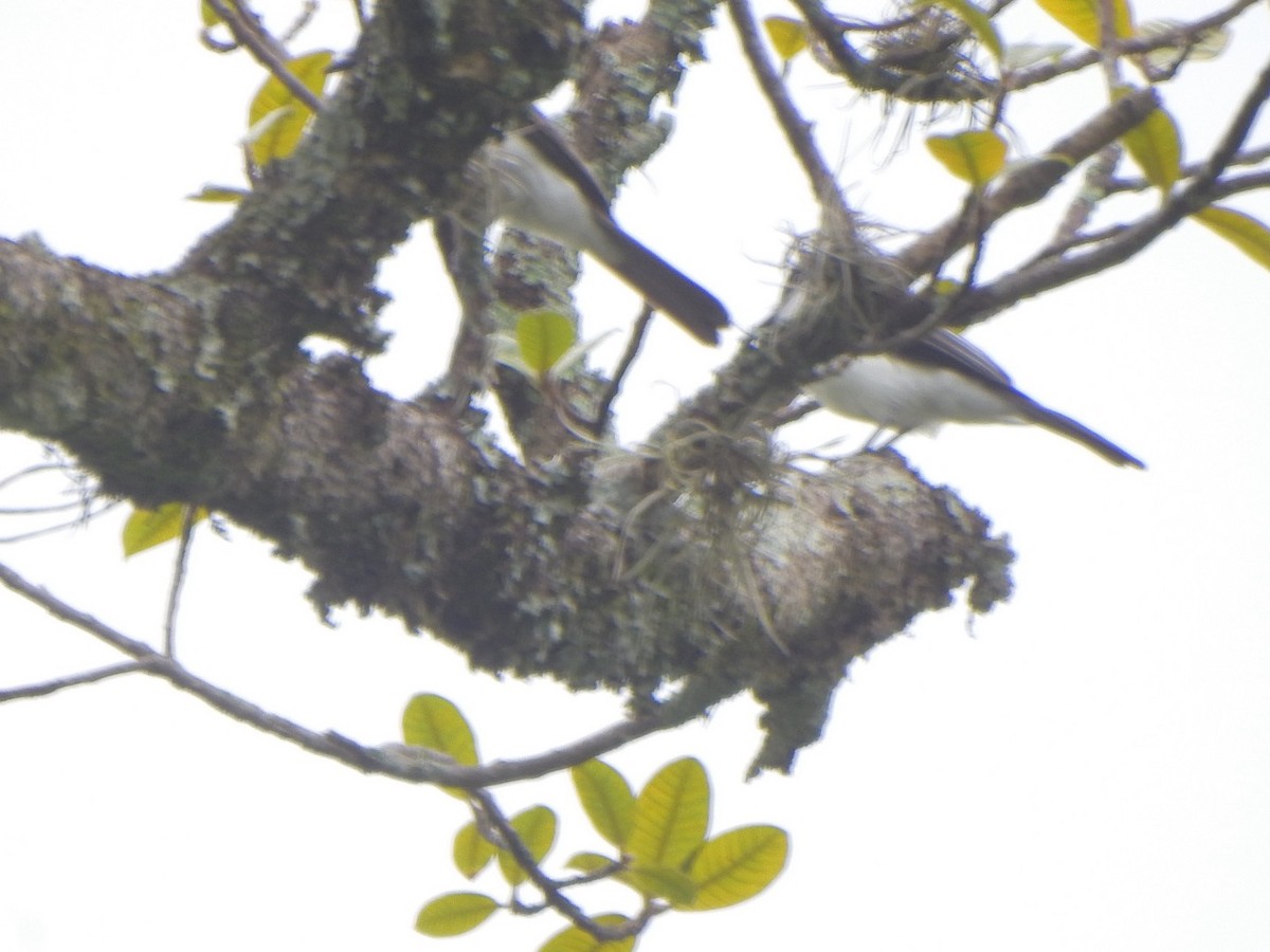 White-rumped Sirystes - ML638066399
