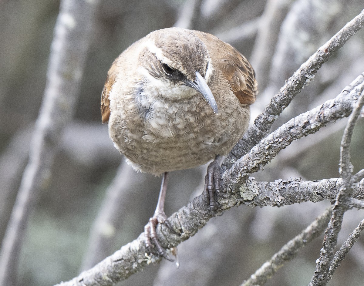Stout-billed Cinclodes - ML638066409