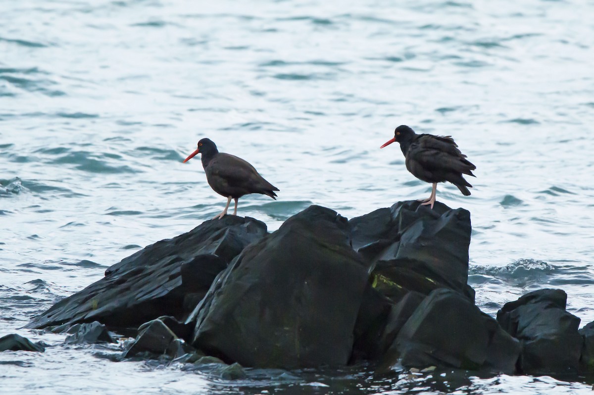 Black Oystercatcher - ML638066415
