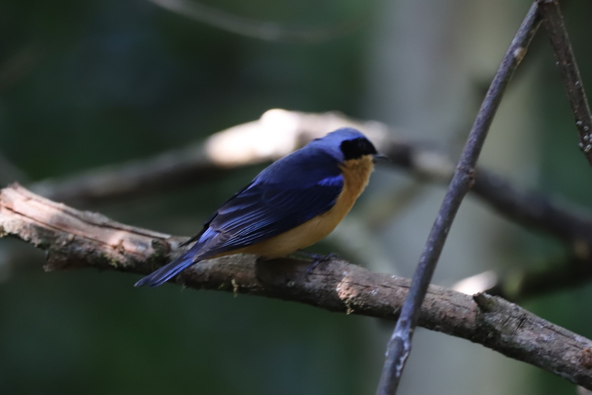 Fawn-breasted Tanager - ML638066447