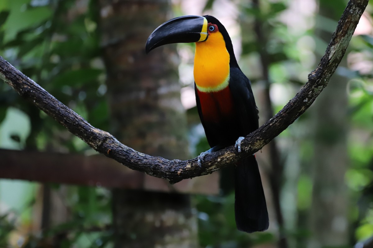 Channel-billed Toucan - ML638066468