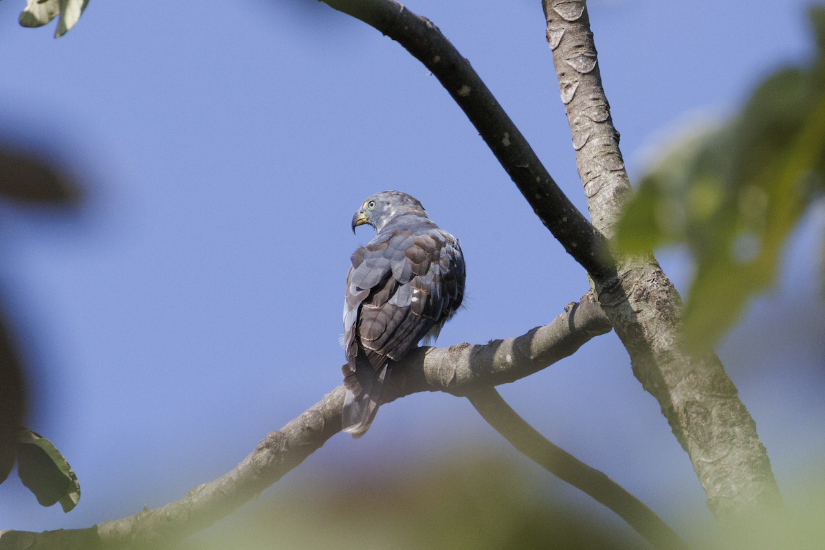Hook-billed Kite - ML638066469