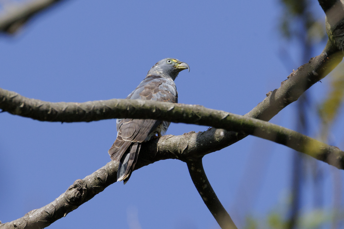 Hook-billed Kite - ML638066470