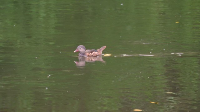 Mandarin Duck - ML638066494