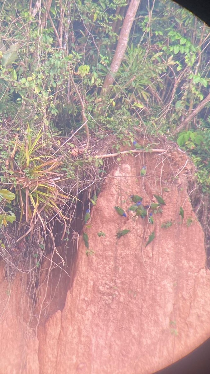 Blue-headed Parrot - ML638066506