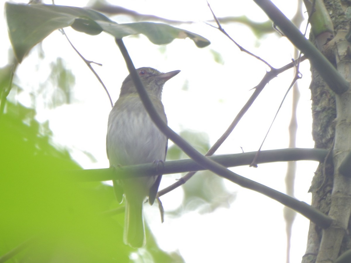 Bright-rumped Attila - ML638066523