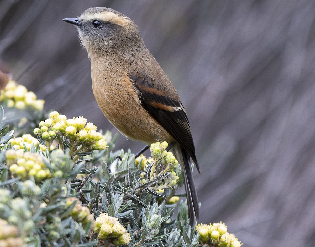 Brown-backed Chat-Tyrant - ML638066552