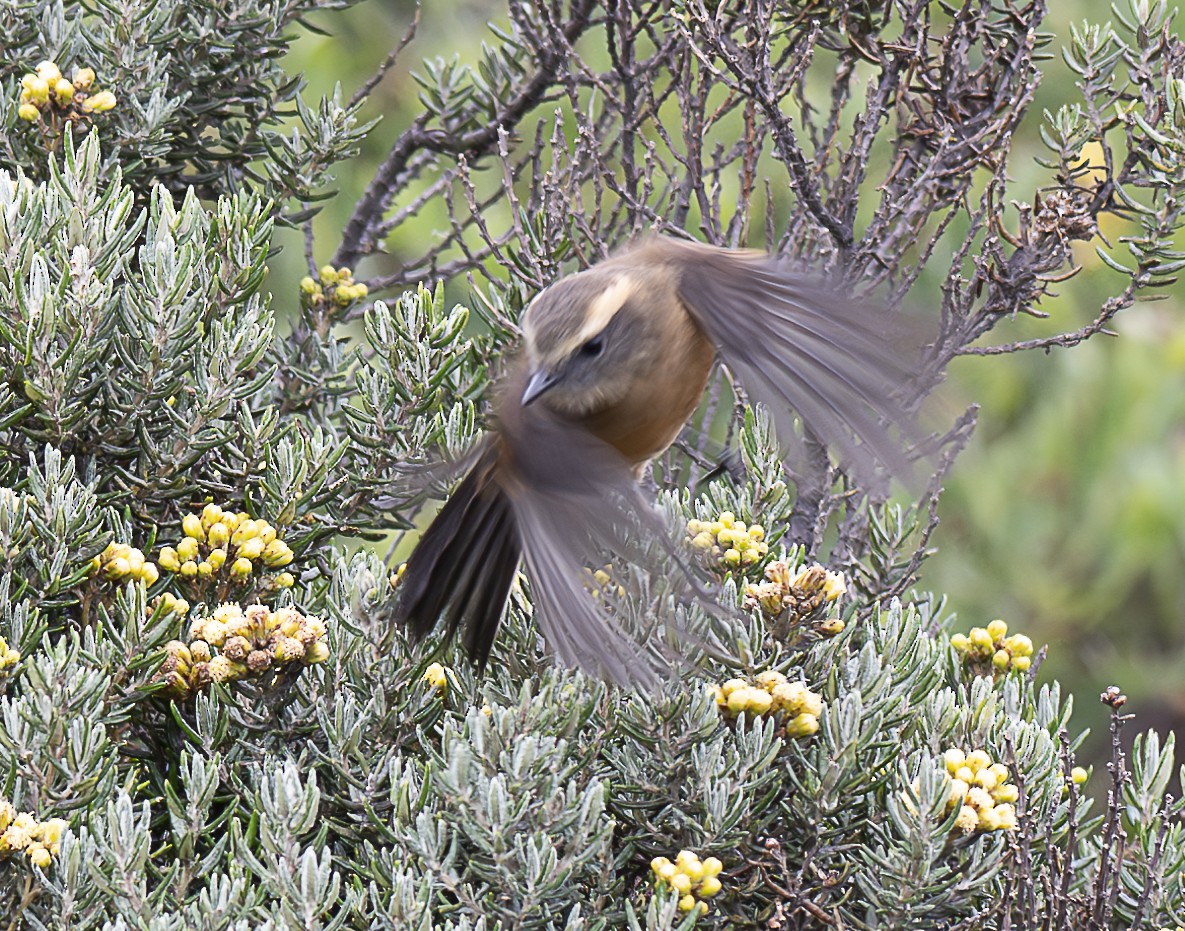 Brown-backed Chat-Tyrant - ML638066561