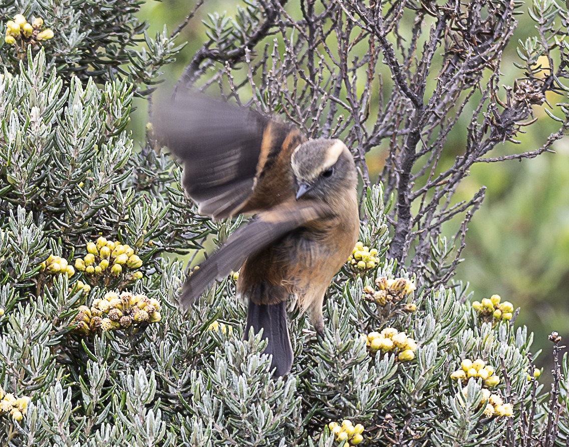 Brown-backed Chat-Tyrant - ML638066579