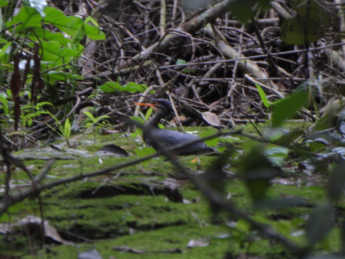Sunbittern - ML638066596