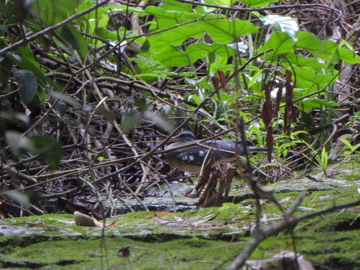 Sunbittern - ML638066597