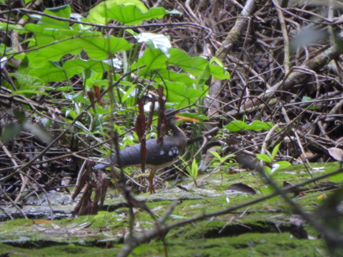 Sunbittern - ML638066598