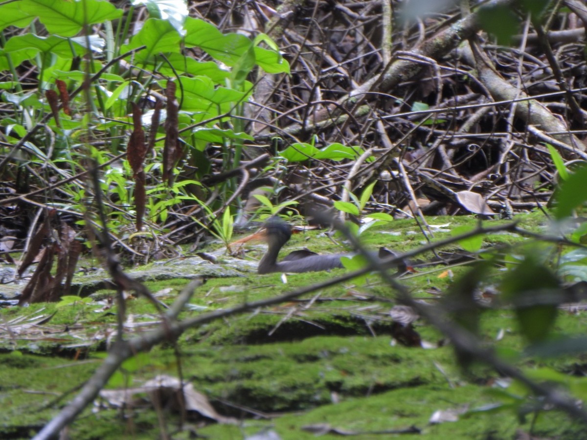 Sunbittern - ML638066599