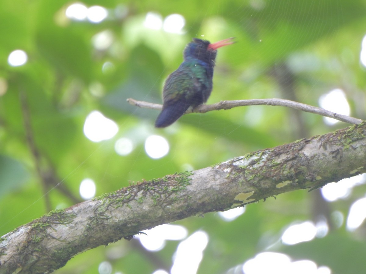 White-chinned Sapphire - ML638066617