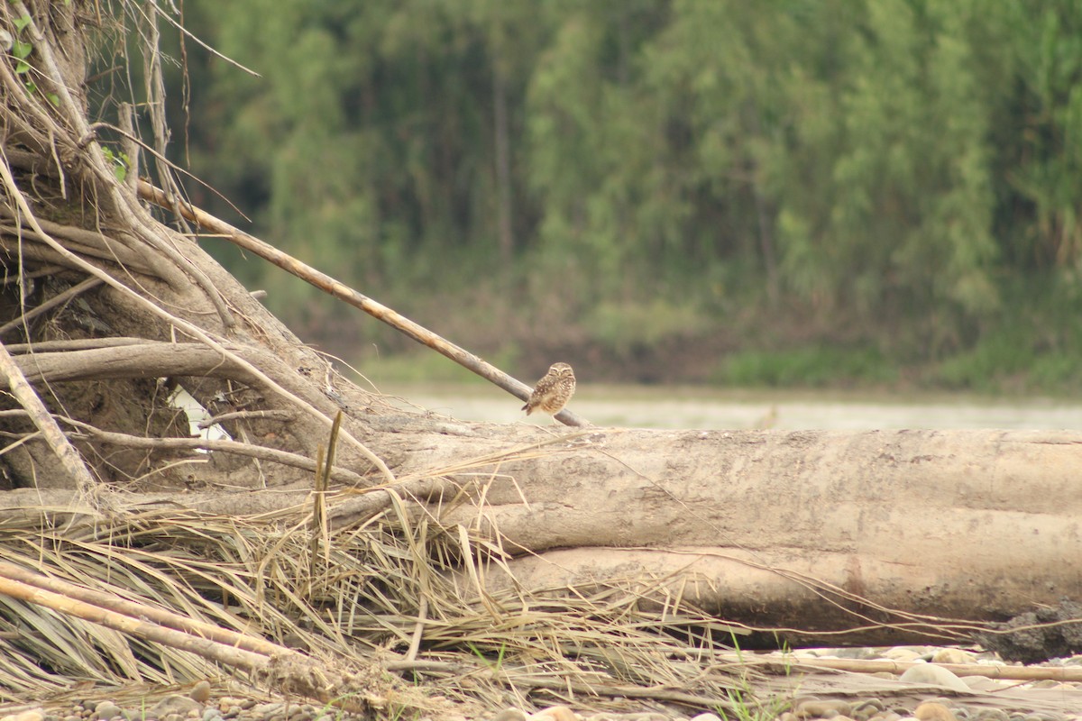 Burrowing Owl - ML638066630