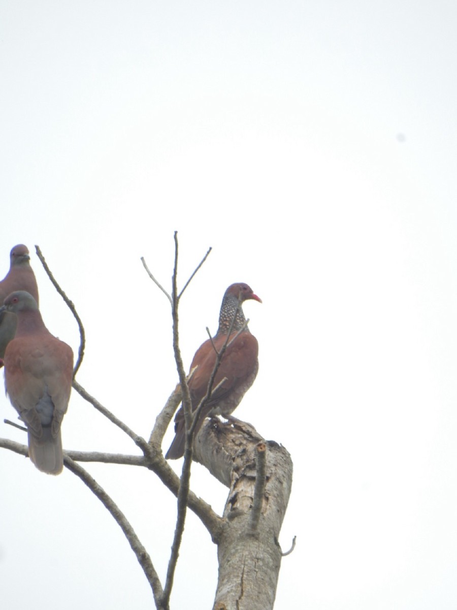 Scaled Pigeon - ML638066633