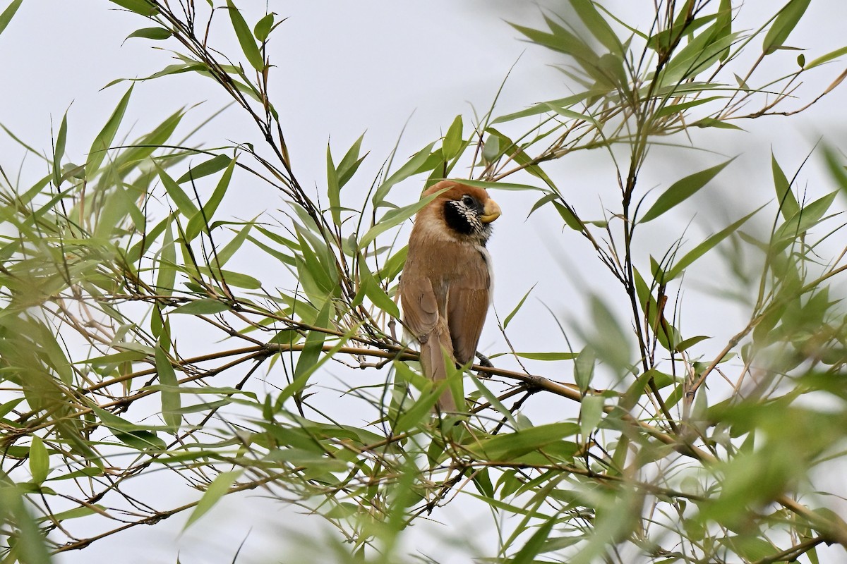 Spot-breasted Parrotbill - ML638066642
